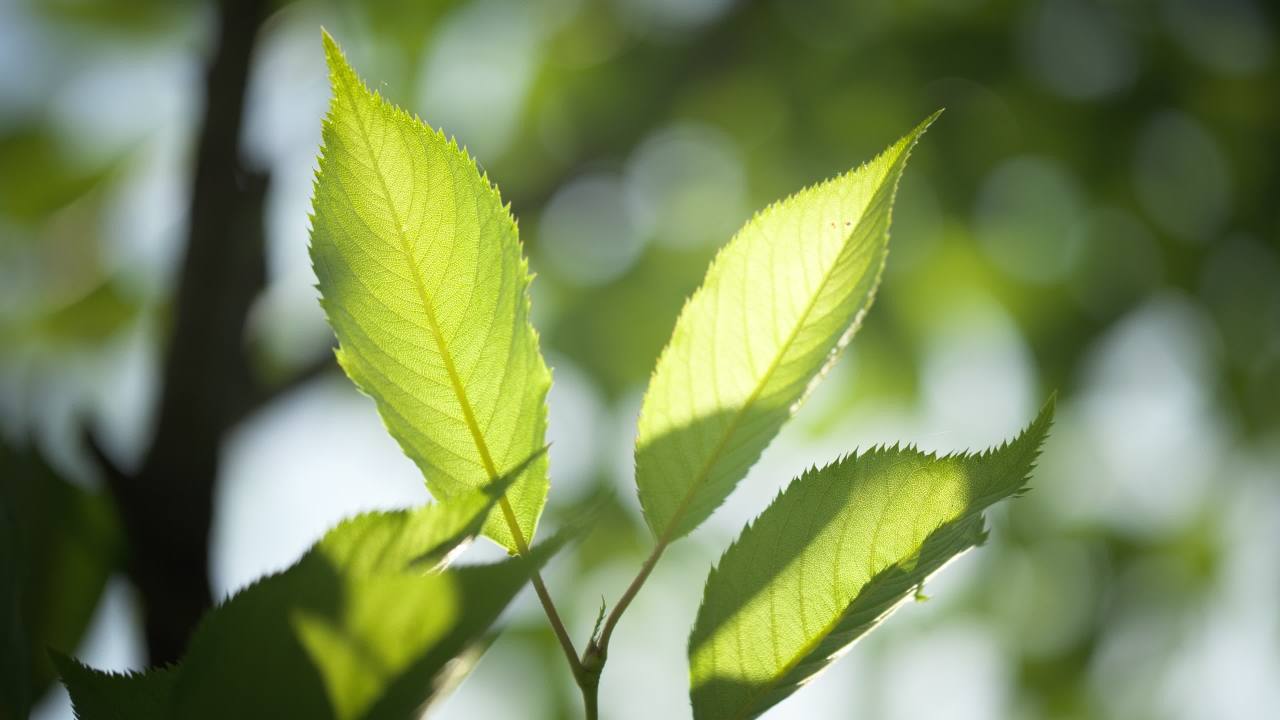 植物树木树叶绿色 27