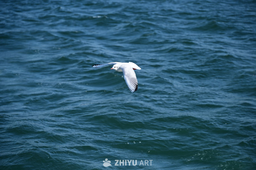 白色海鸥在蔚蓝大海自由飞翔 14
