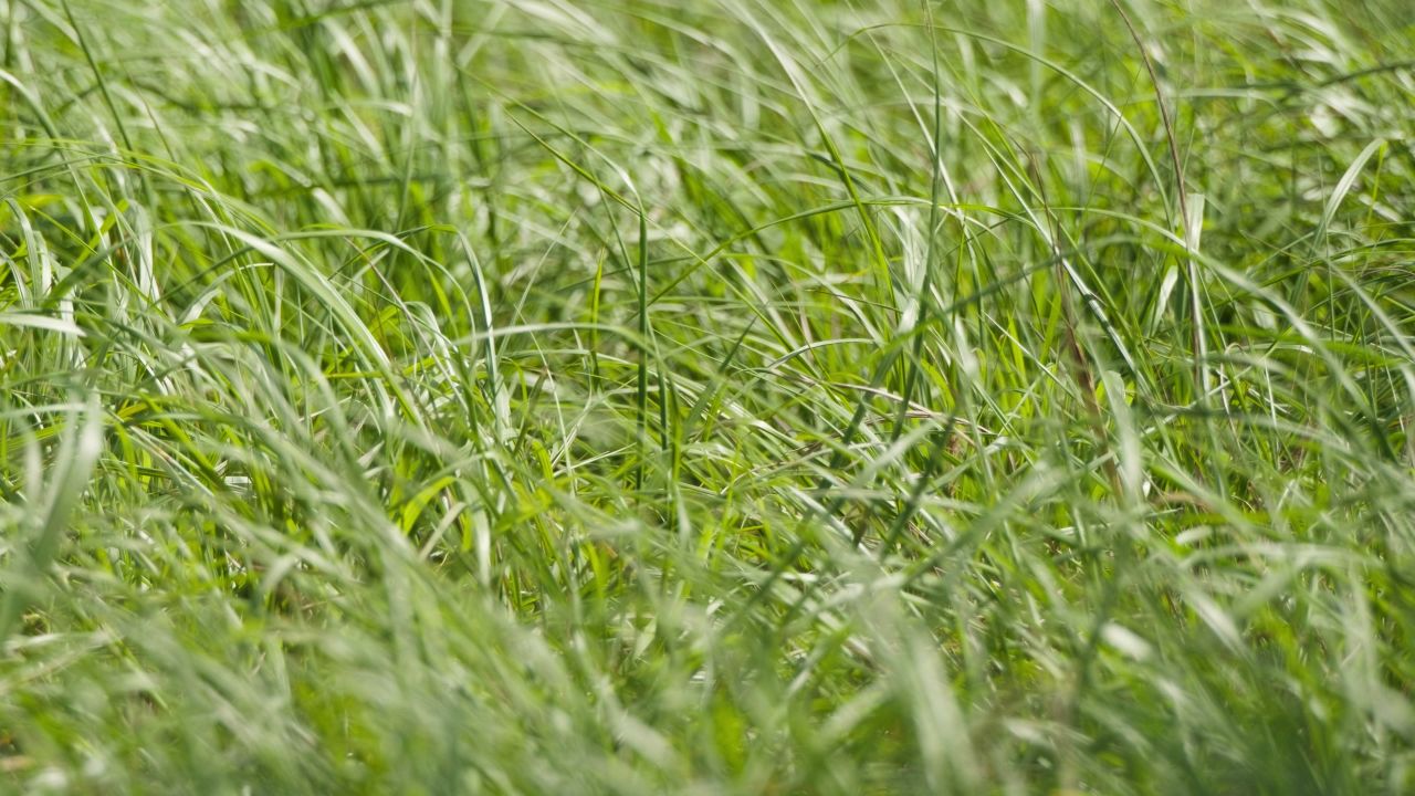 森林树木树叶植物 36