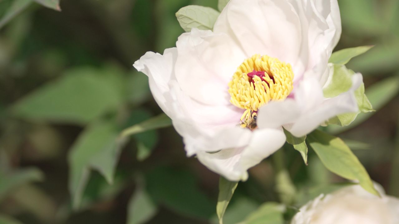 洛阳国花园植物花朵特写大虚化