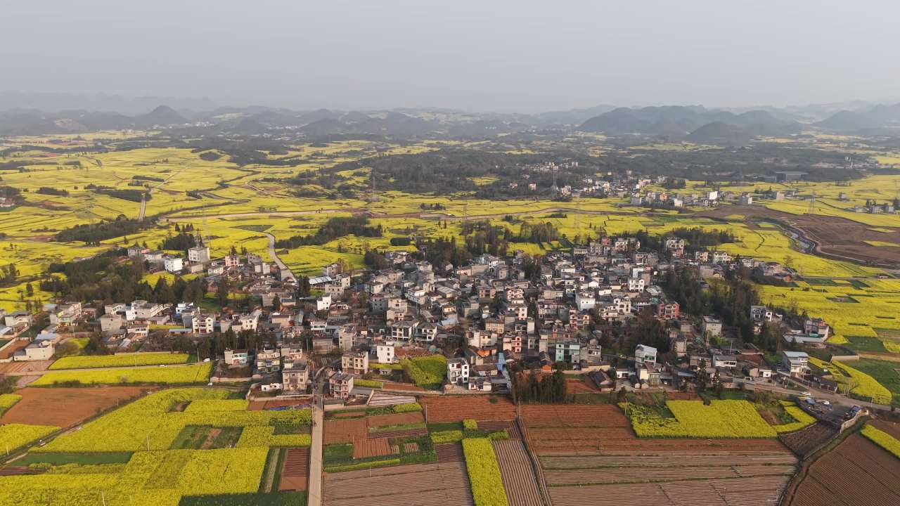 乡村油菜花海