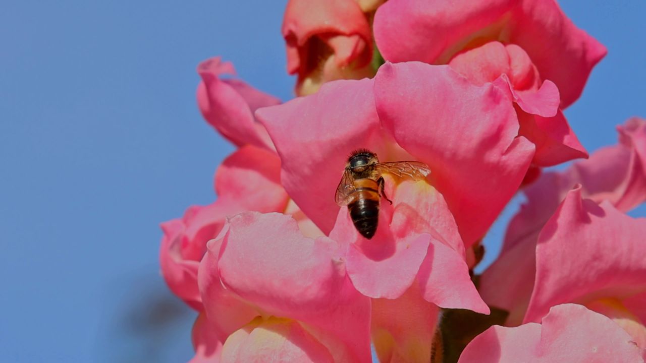 春暖花开蜜蜂采蜜 1