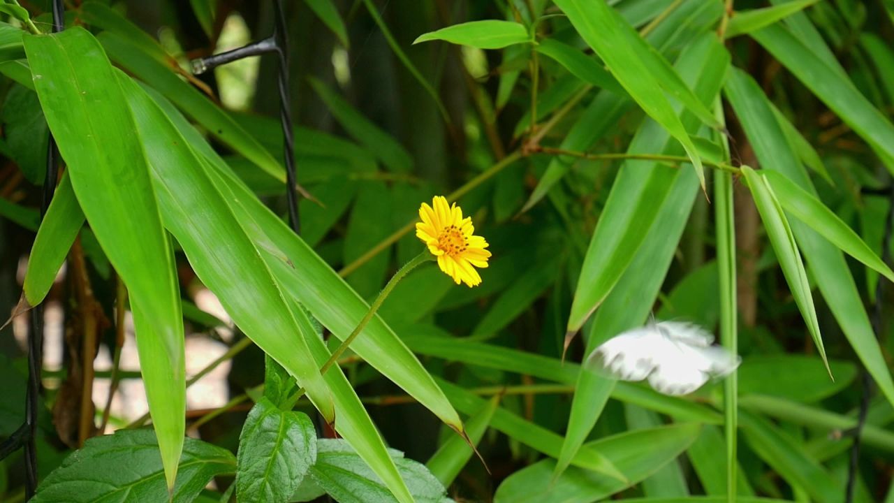 南美蟛蜞菊和粉蝶