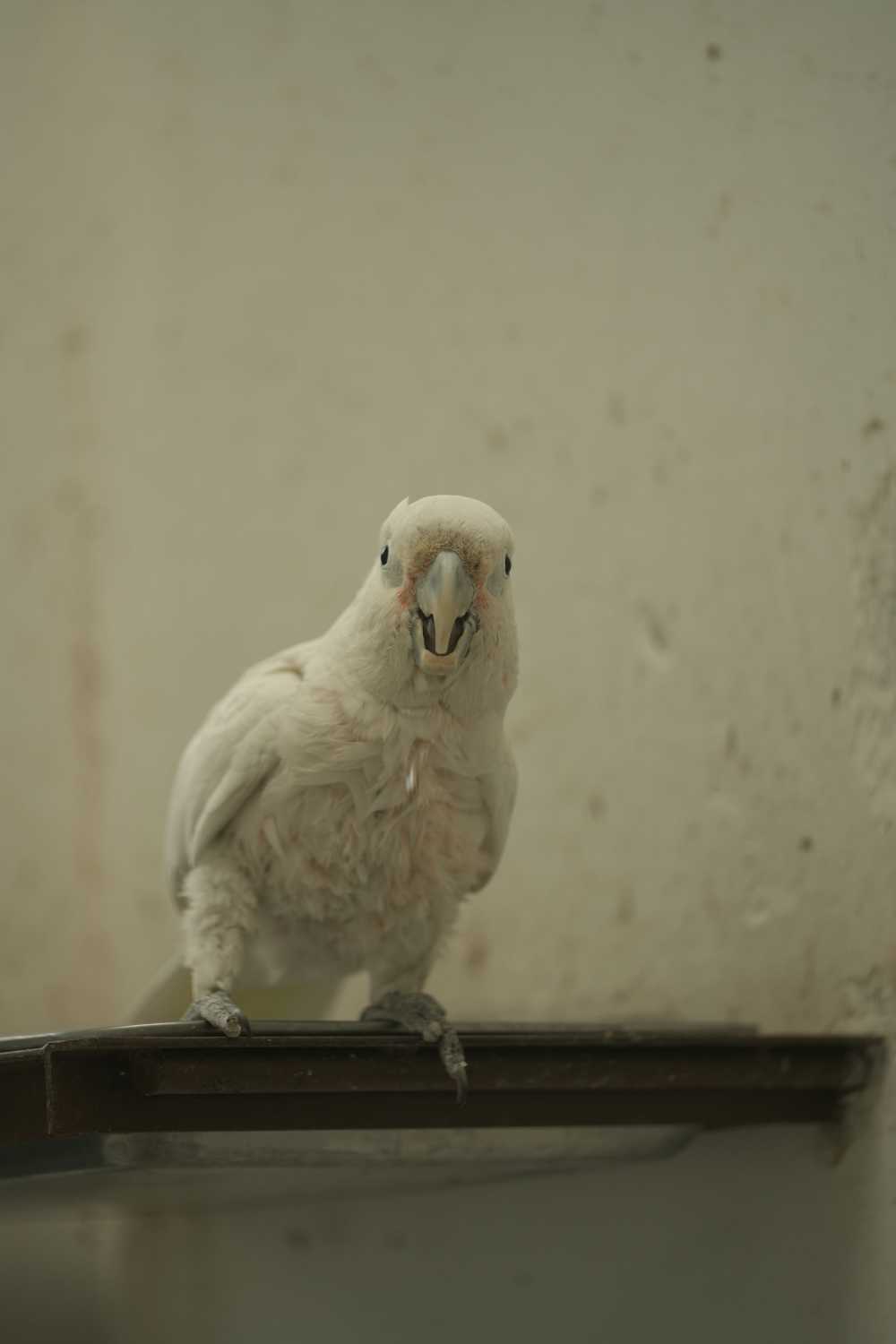 鹦鹉