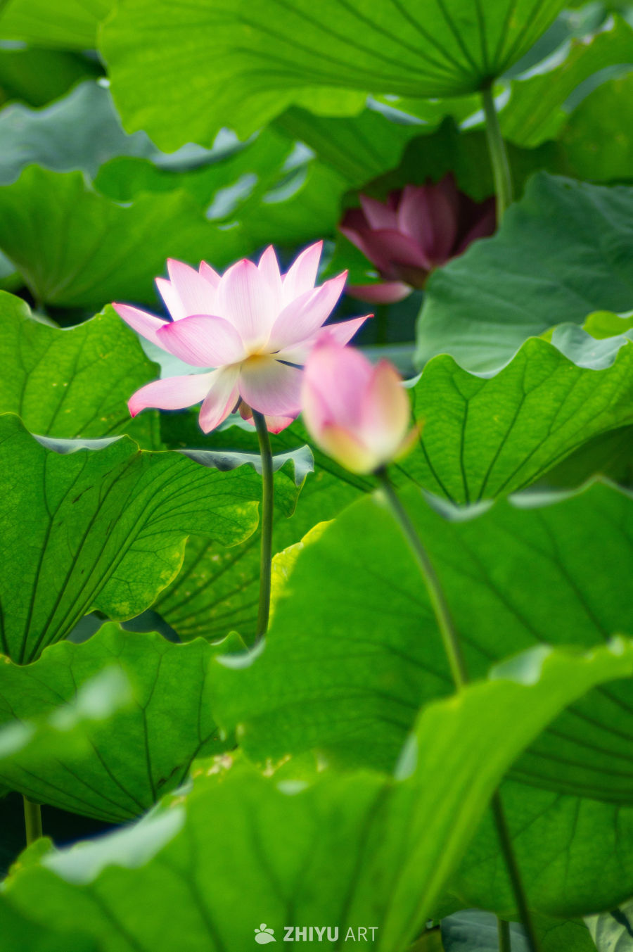 荷花 20