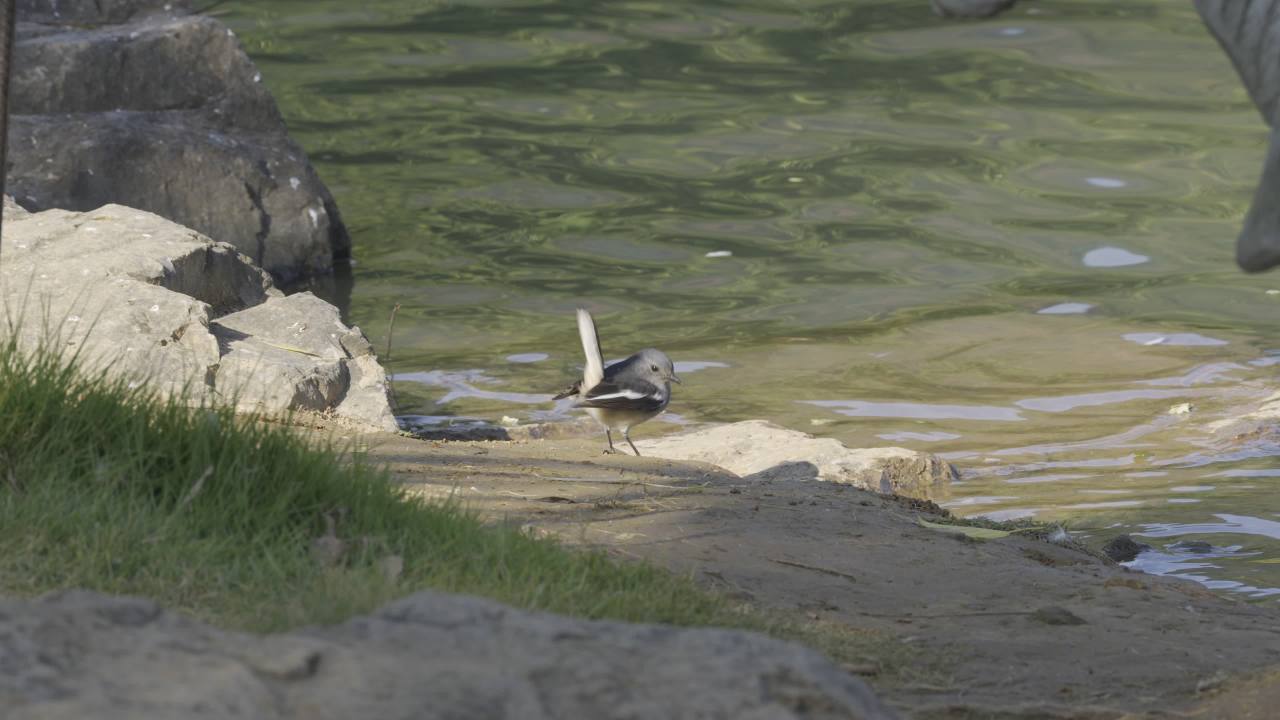 杨府山公园观鸟 15