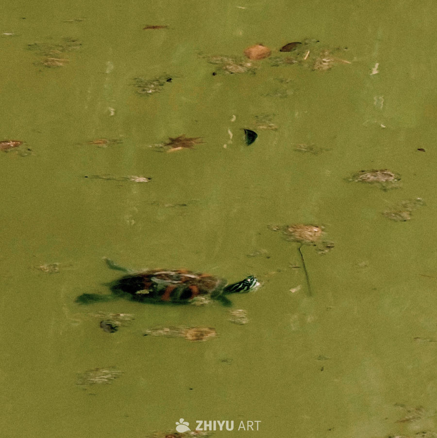 河里游泳的乌龟