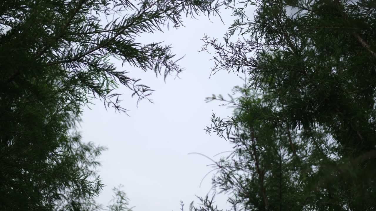 【实拍样片】富士X-T30 Mark II相机实拍原片视频 11