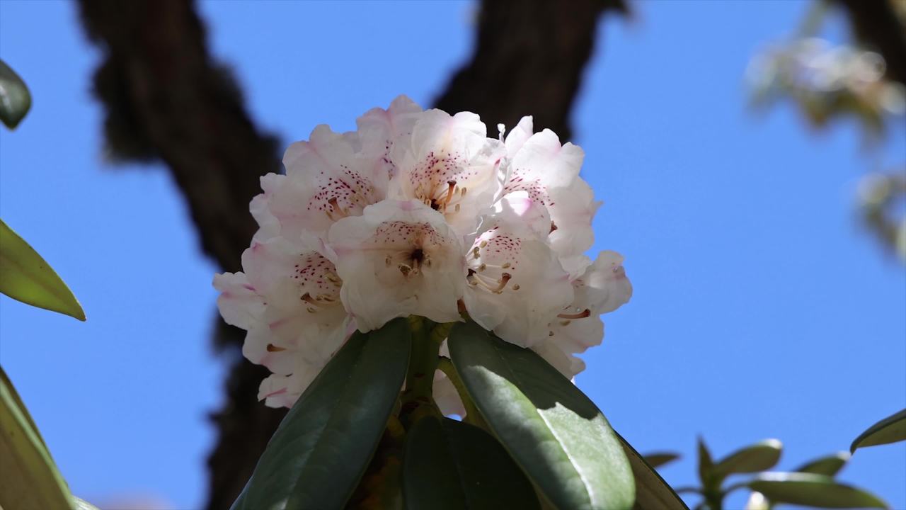 杜鹃花
