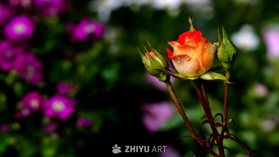 百花齐放春满园