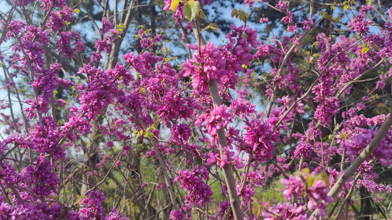 春天 花已开 11