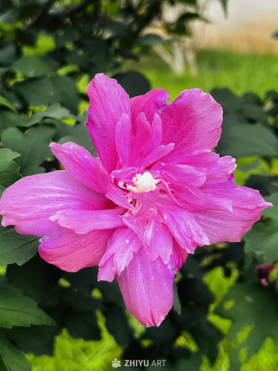 粉红花海中的春天