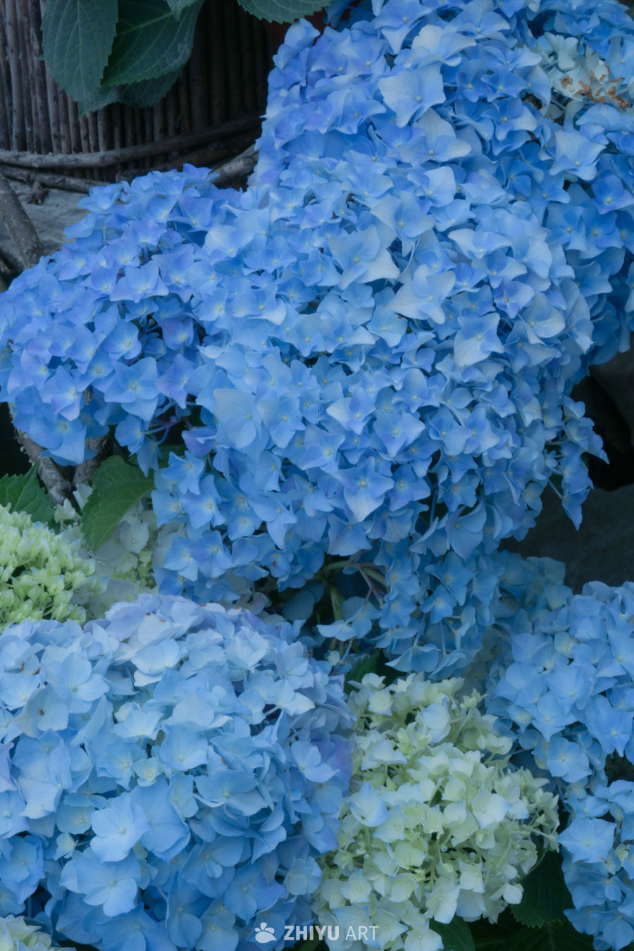 蓝调绣球花