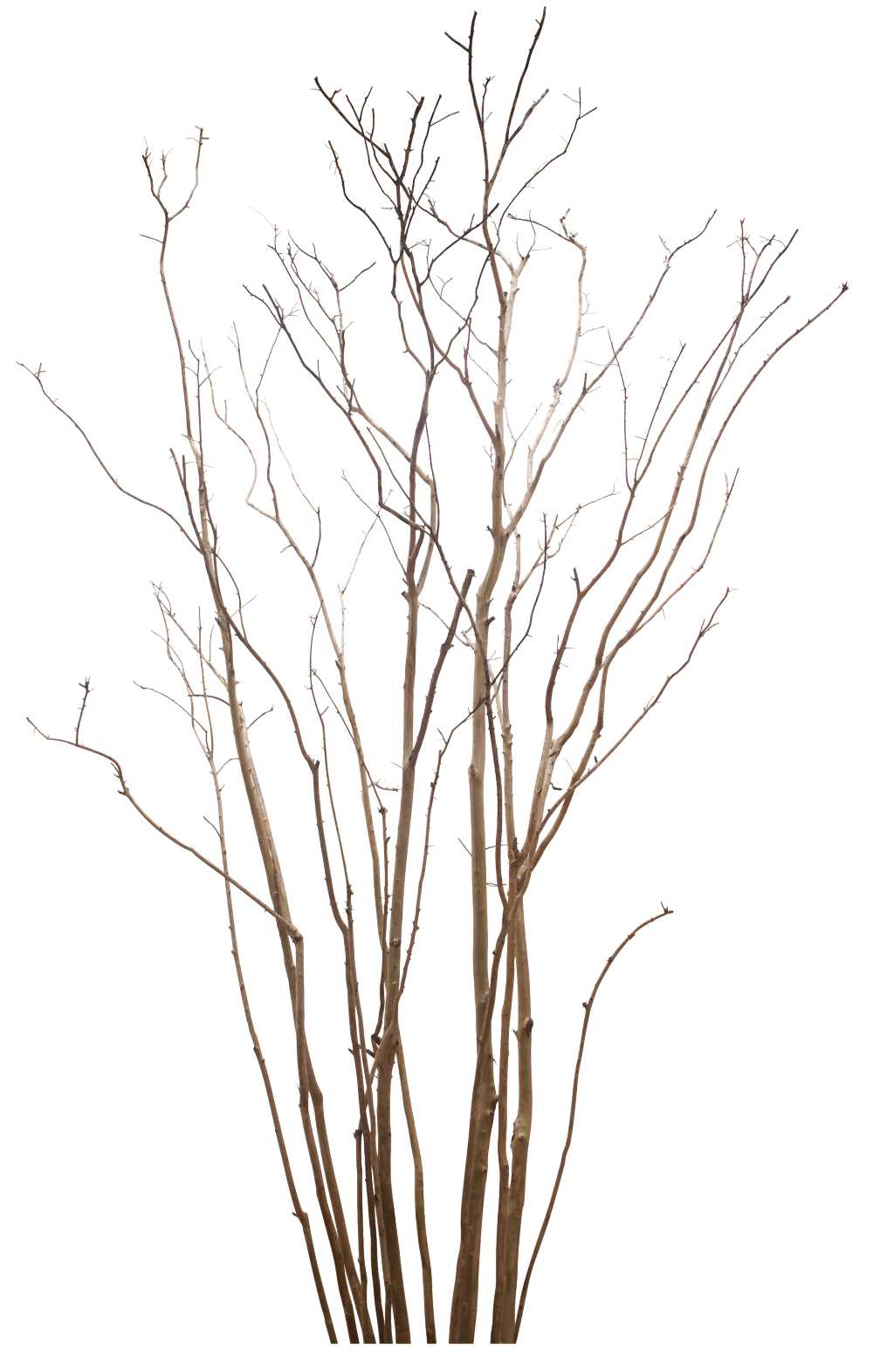 冬季树木png素材