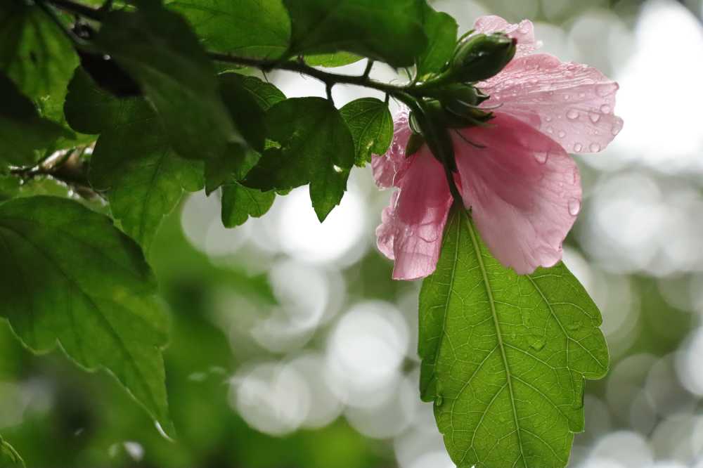 雨后宁静清新木槿花