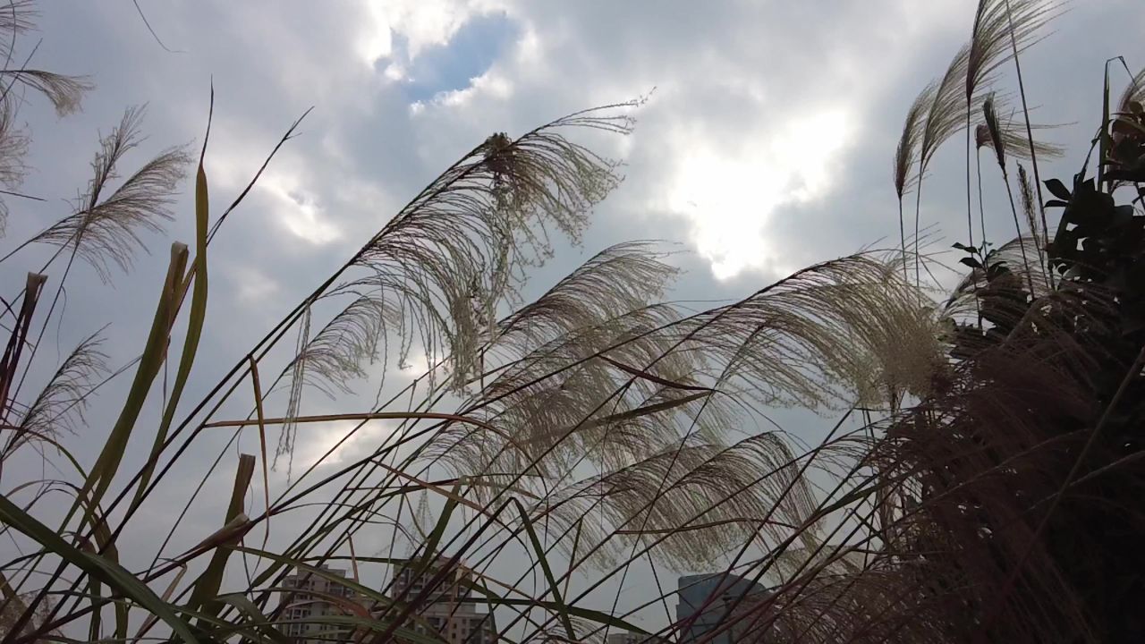 枯萎 芦苇 植物 实拍