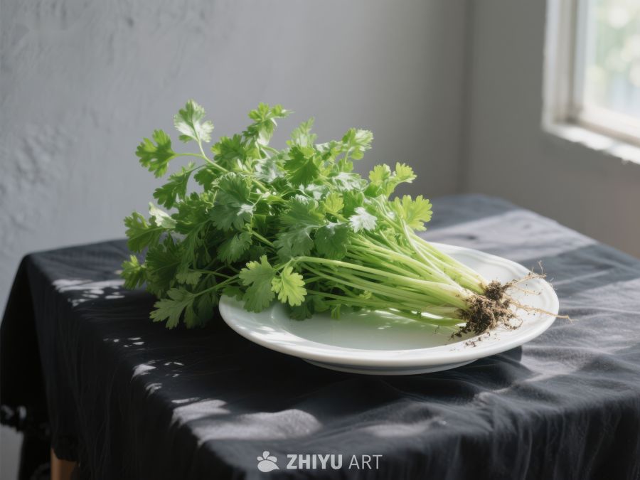 新鲜香菜置于白色盘中 344