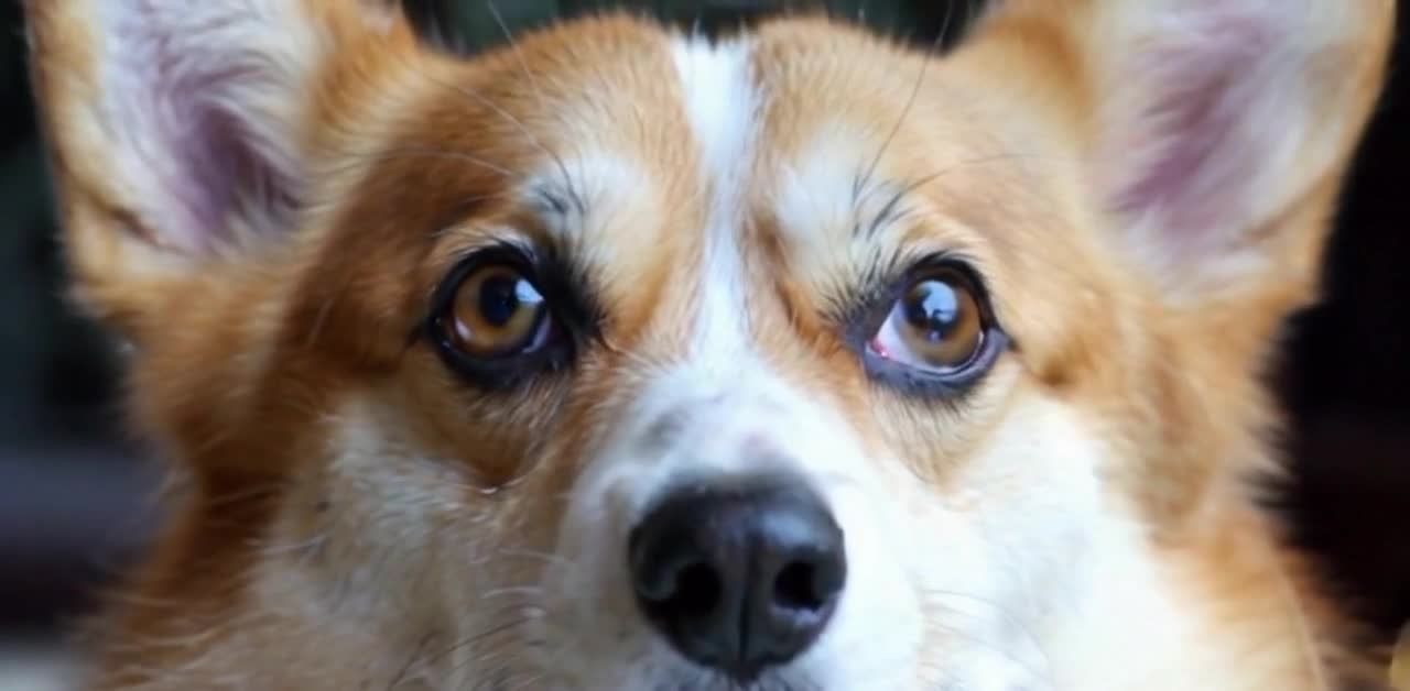 棕白色柯基犬棕色眼黑鼻特写