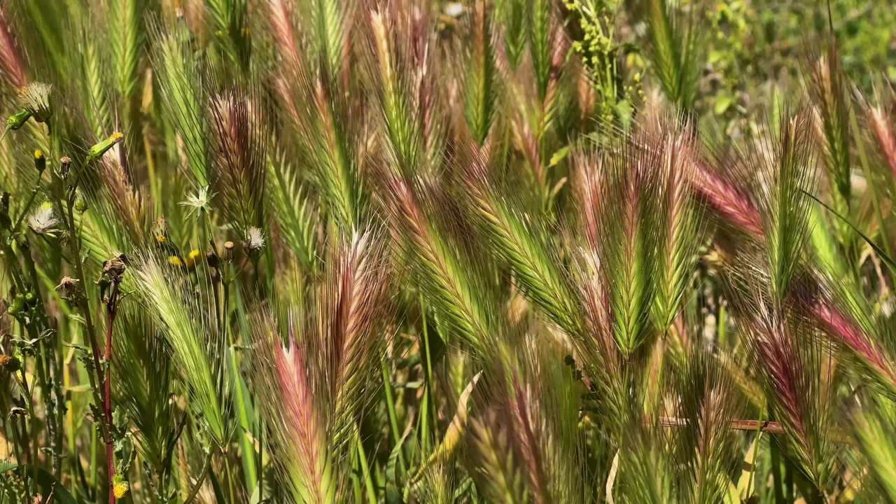 风吹草低见牛羊