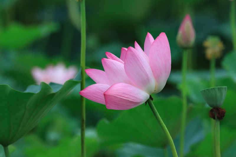荷花 20
