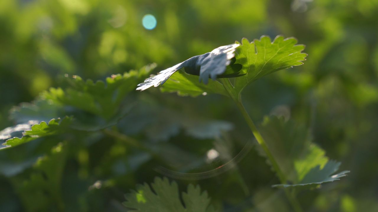 芫荽菠菜葱花辣椒 1