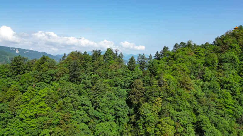 航拍湖北神农架天燕景区