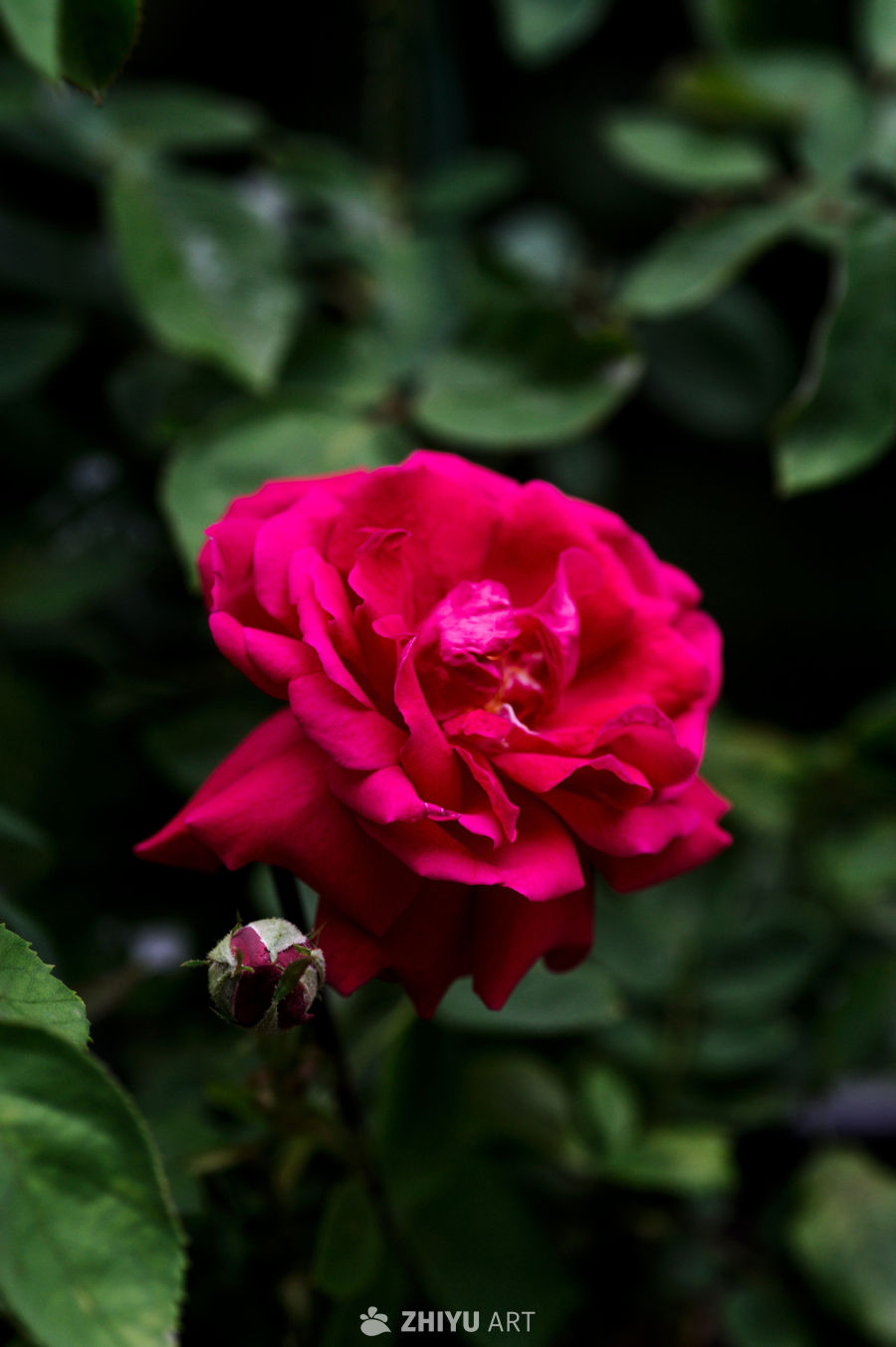 玫瑰花 5