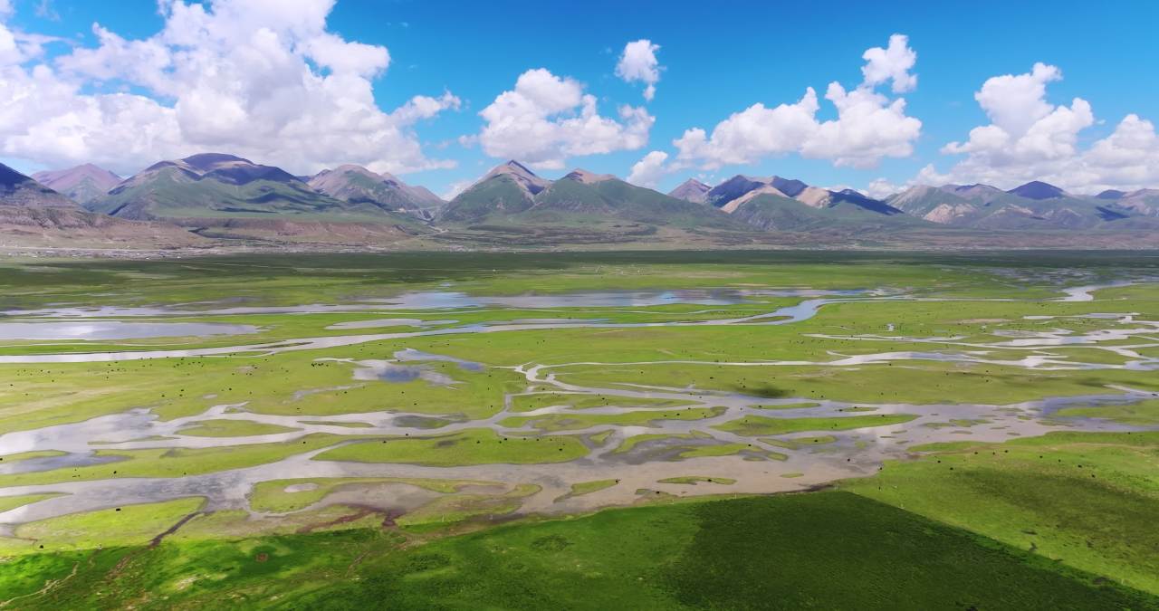 西藏那曲草原上河流牦牛群唯美风光航拍视频