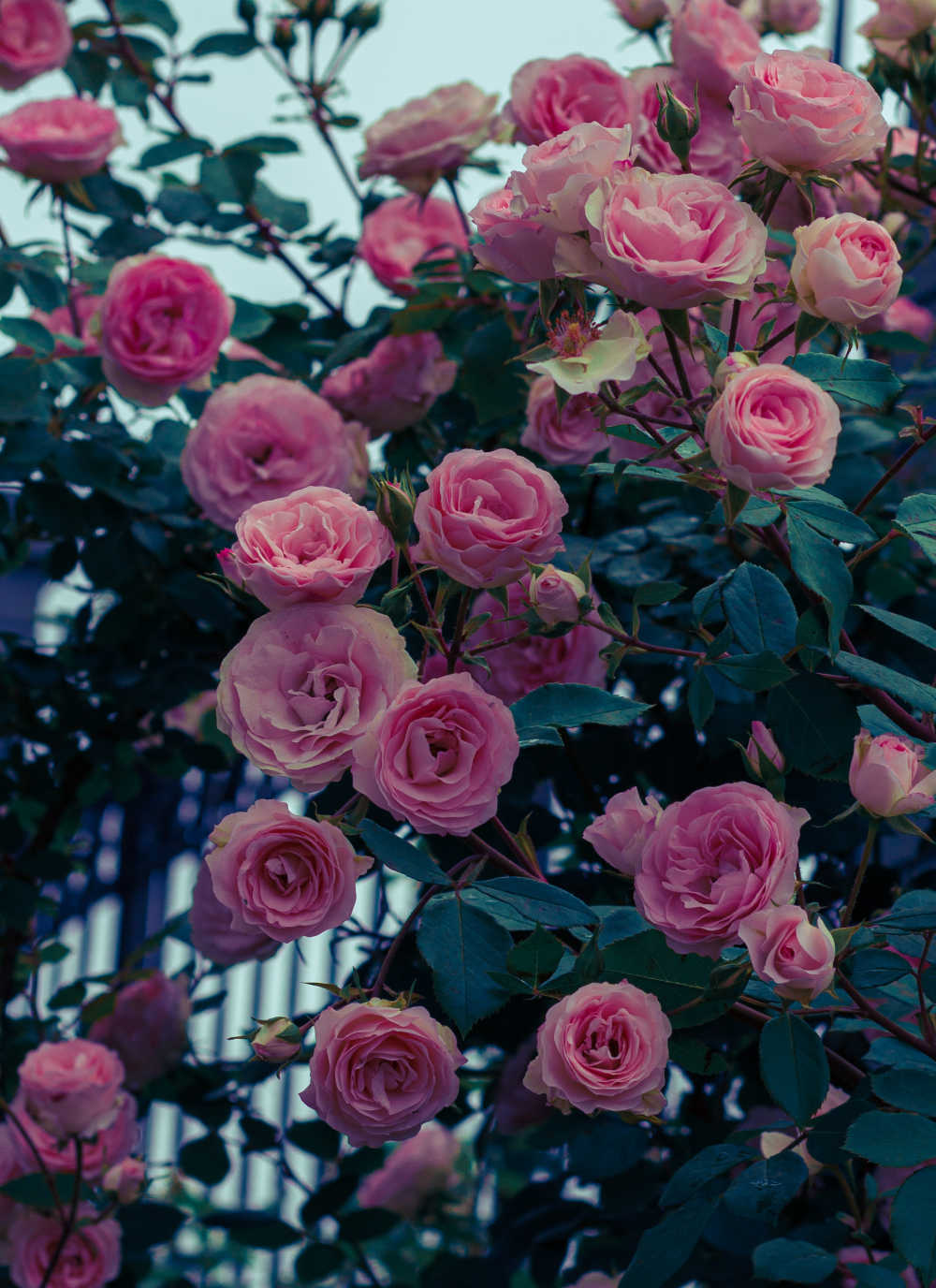 花