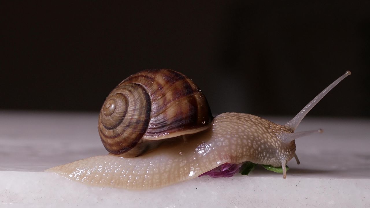 蜗牛野生自然动物