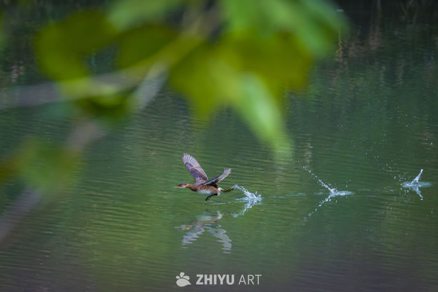 水鸟掠过水面，激起涟漪
