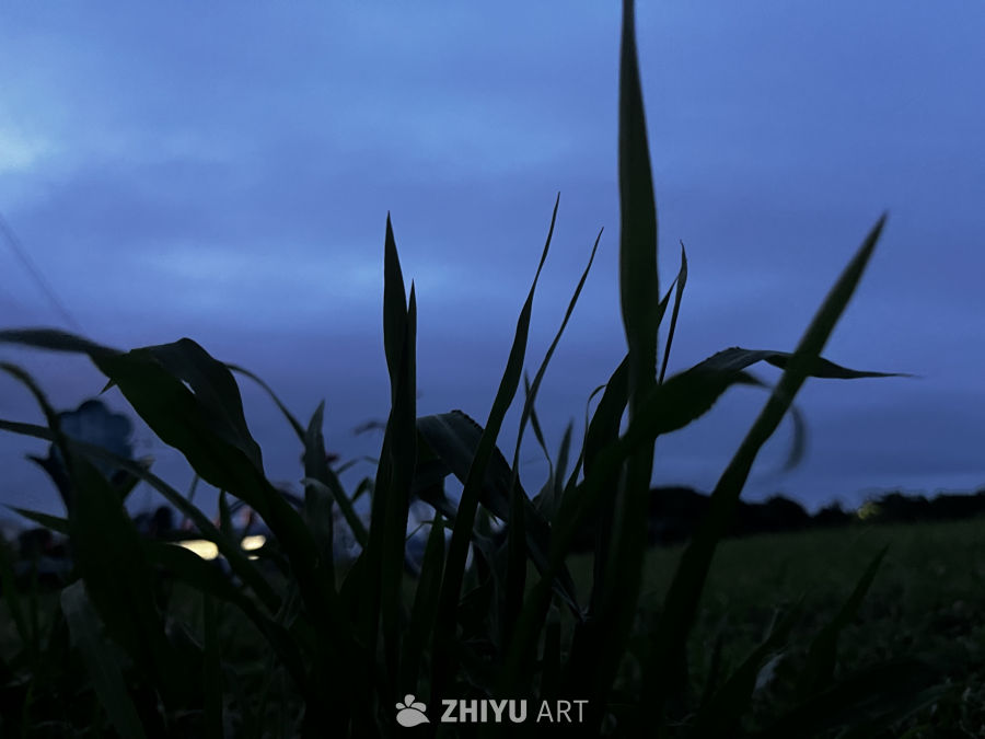 黄昏下的玉米田