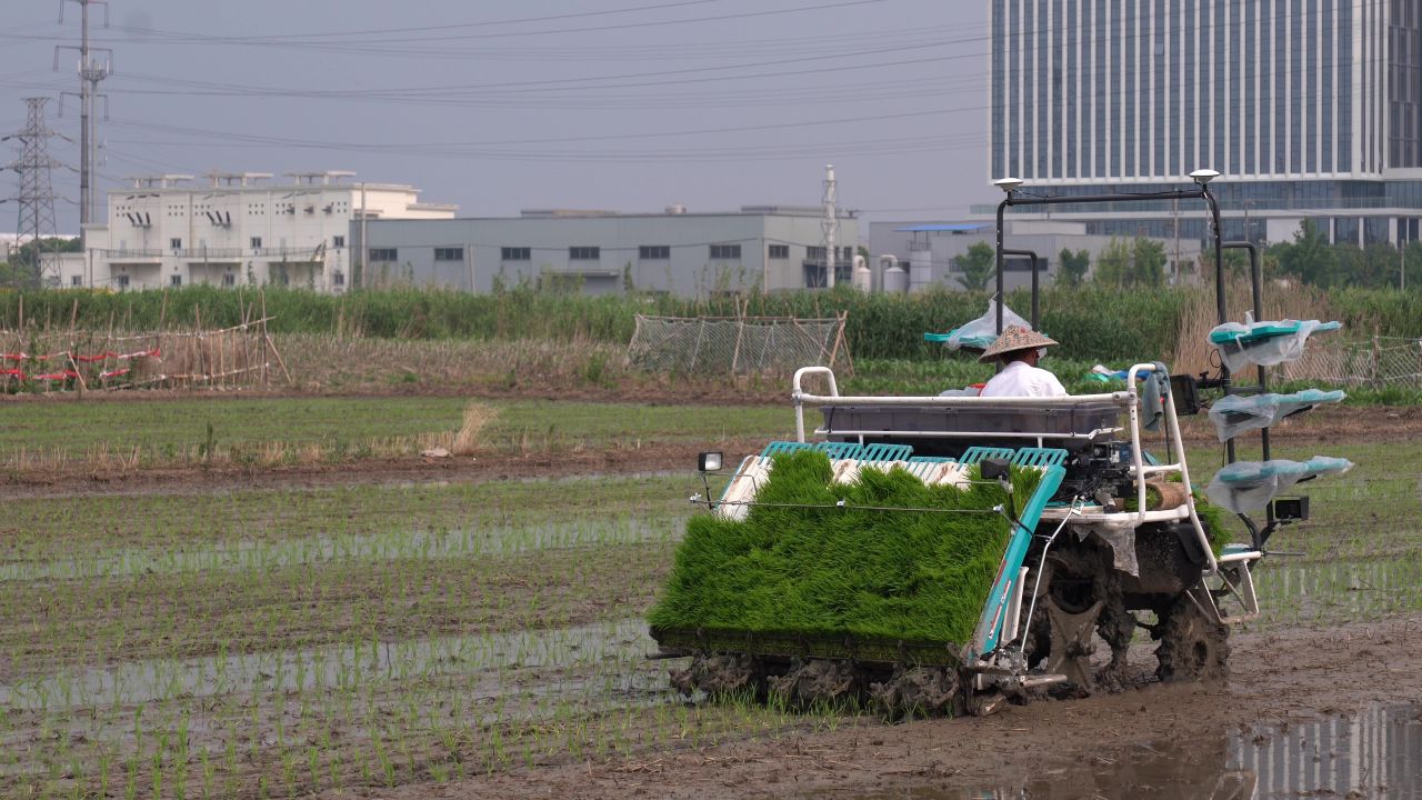 夏种插秧