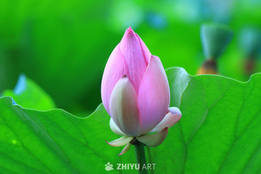 盛夏荷花 242