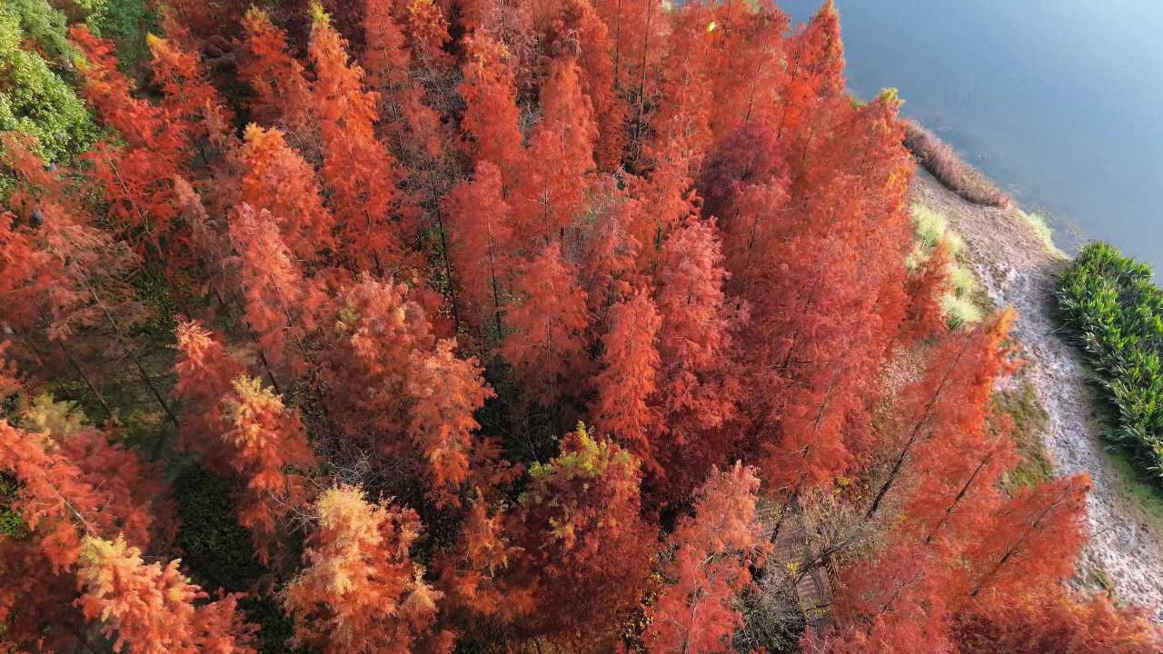 德阳市东湖山红杉林航拍 6