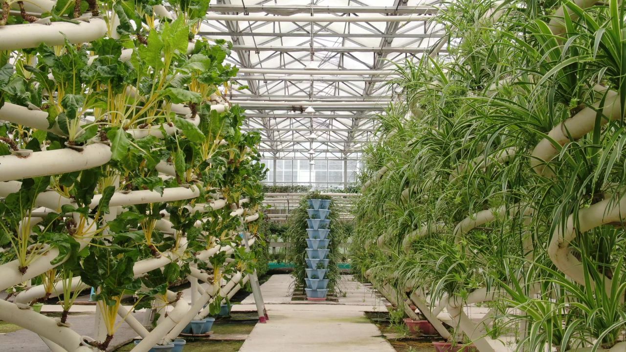 农业种植大棚有机蔬菜 