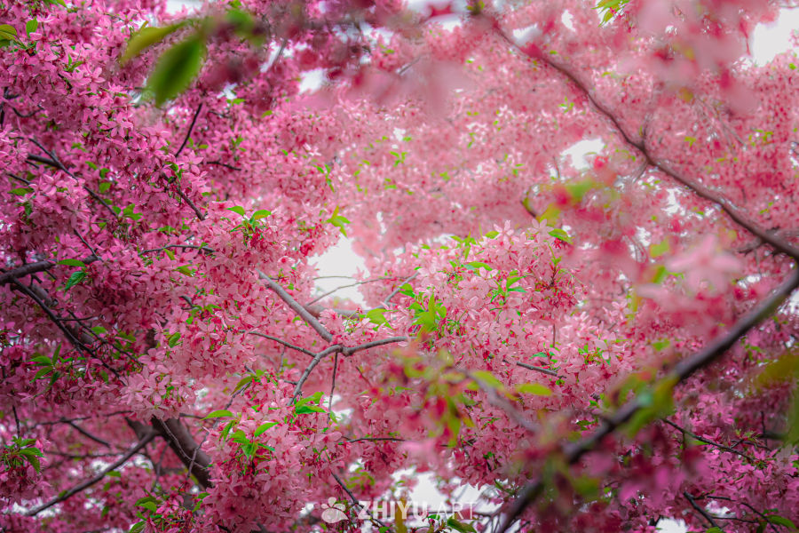 繁花
