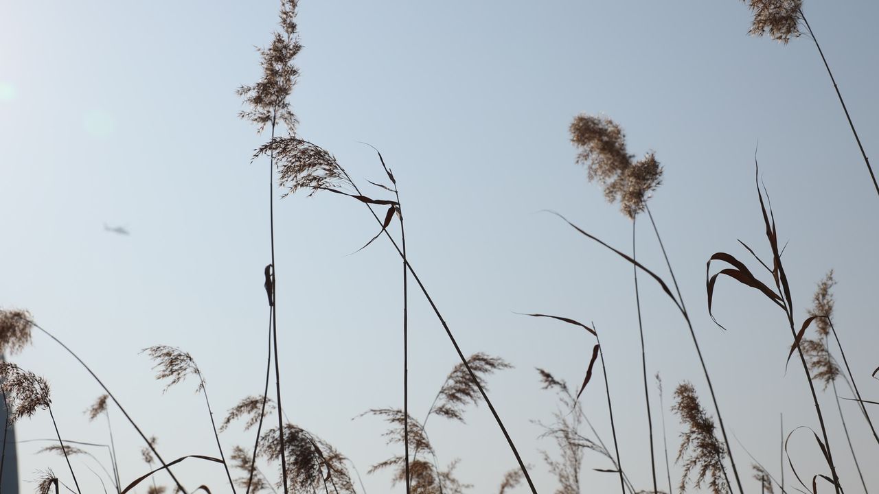 空镜头植物