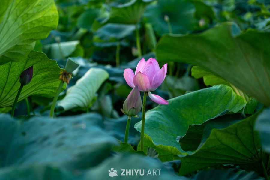 荷花 19