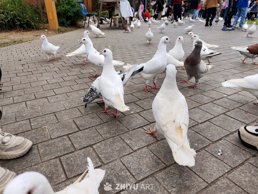 白色鸽子游乐场旅游景点 2