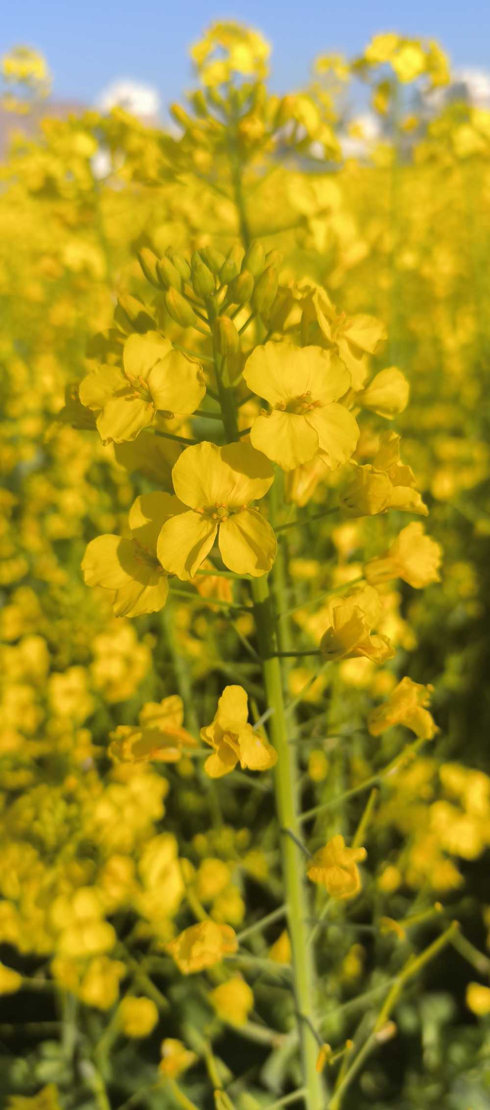 油菜花