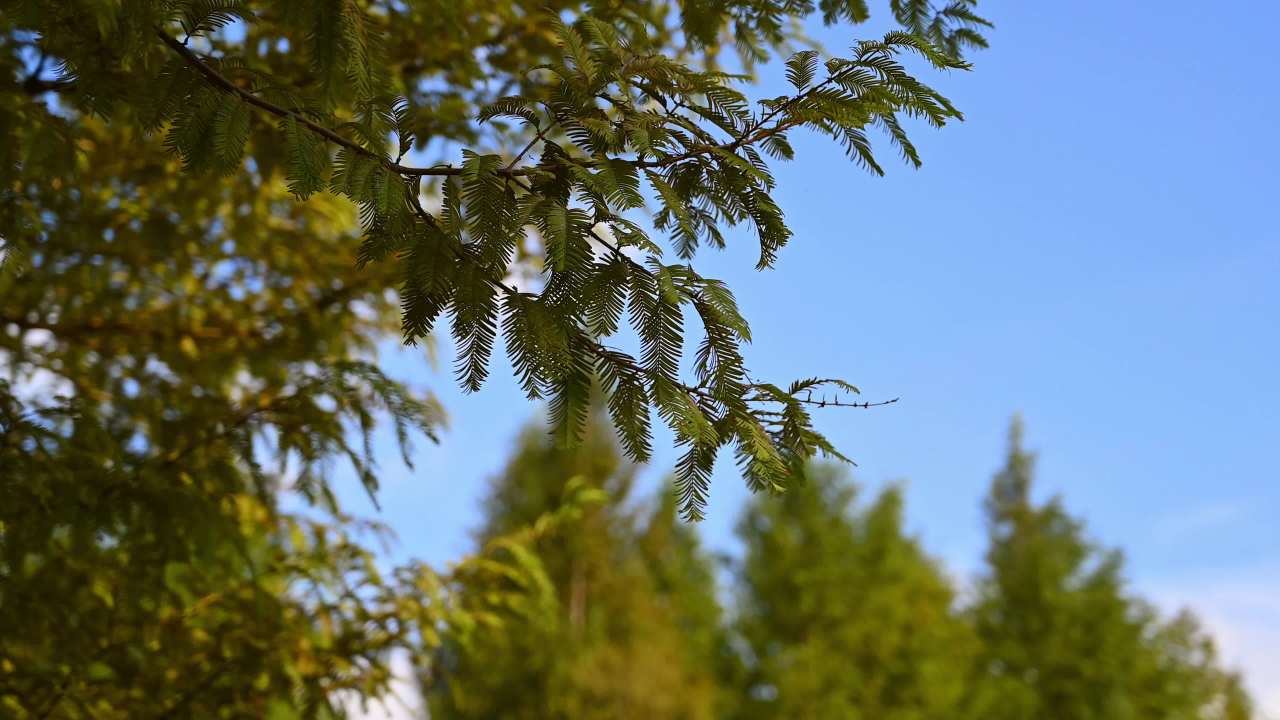 公园植物阳光下空镜头素材 10