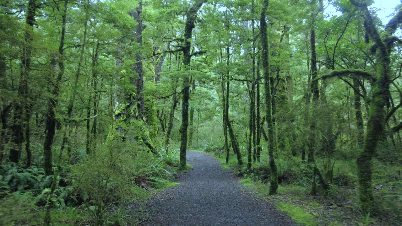 新西兰南岛蒂阿古恩湖步道指环王电影中的迷雾森林 2