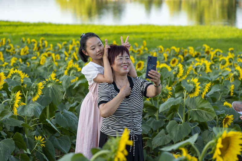 向日葵花海 24