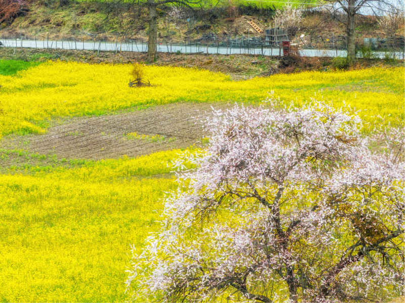 桃花与油菜花田
