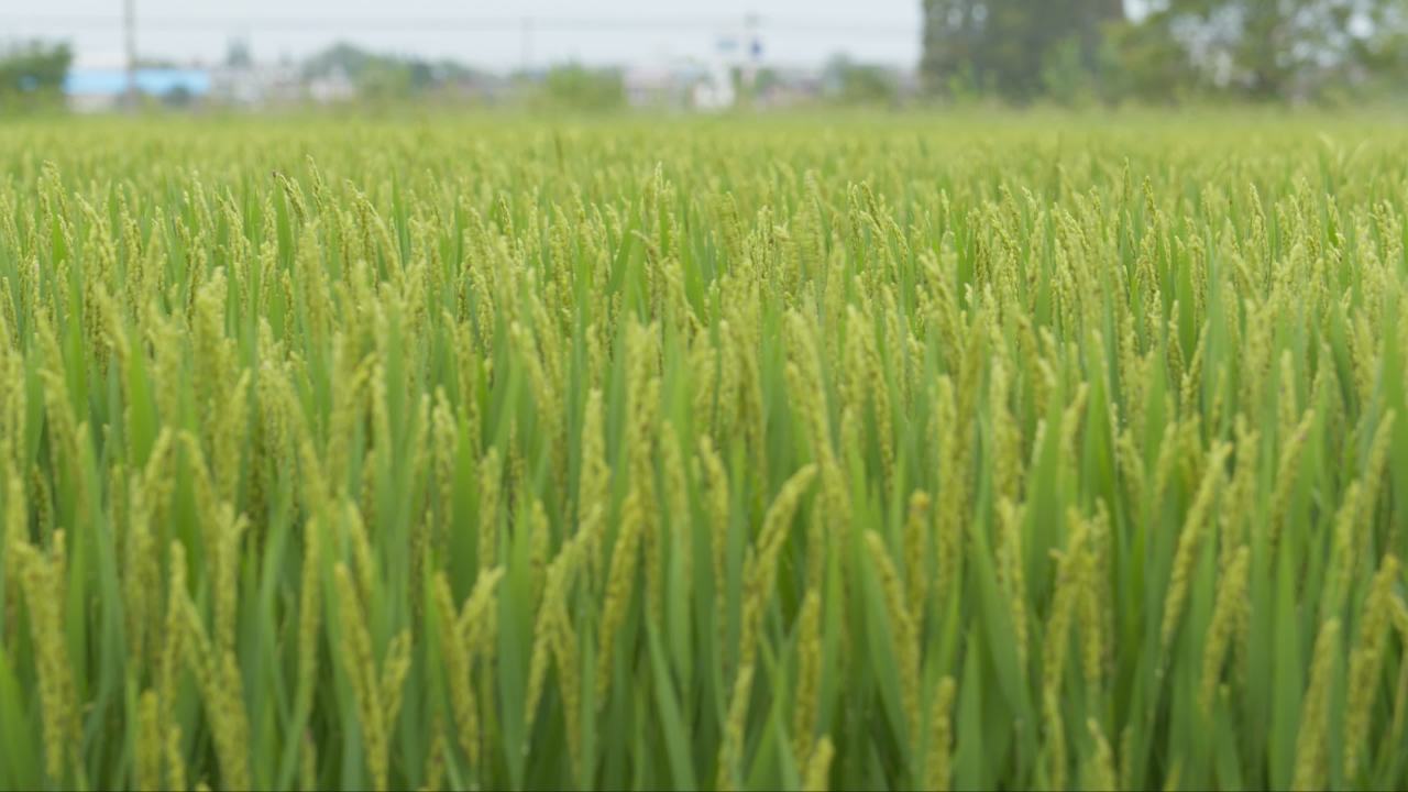 农村水稻田野粮食庄稼 24