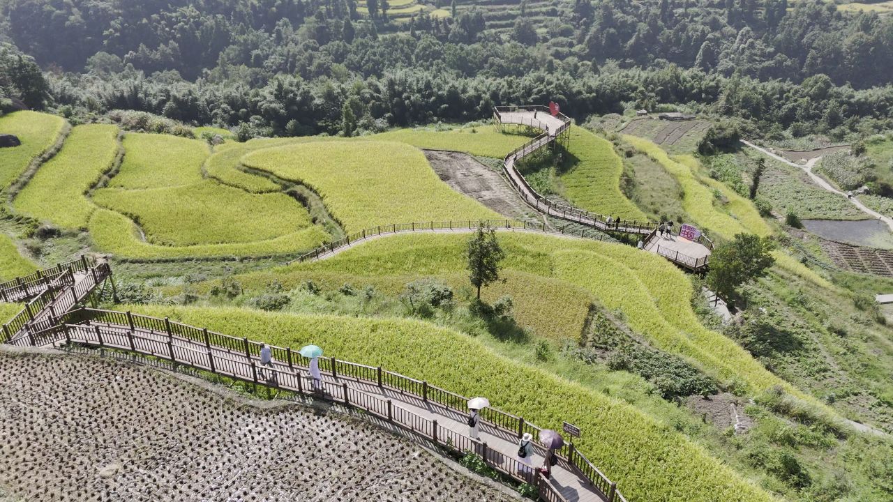 温州中雁荡山与梯田水稻 21