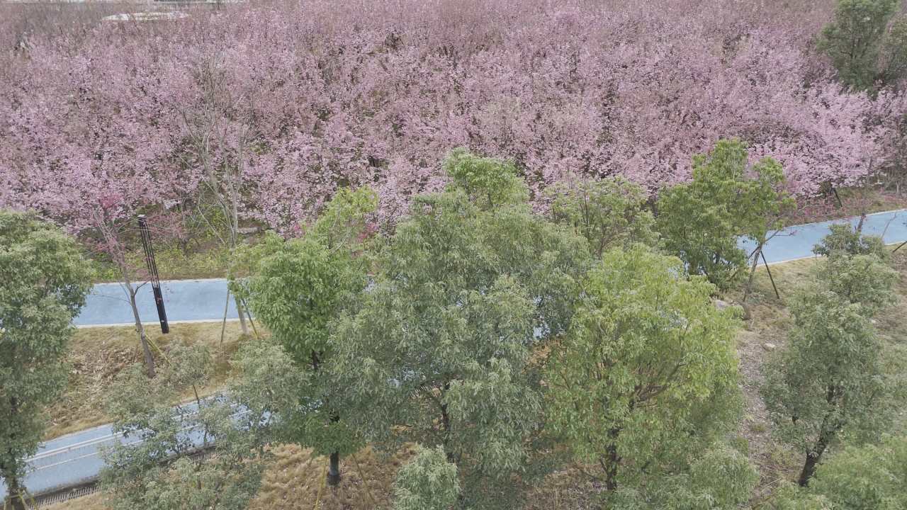 樱花盛开的公园