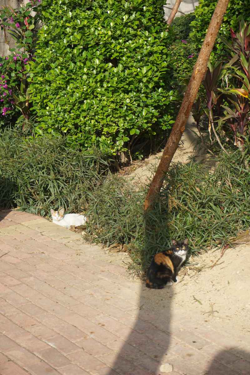 两只猫