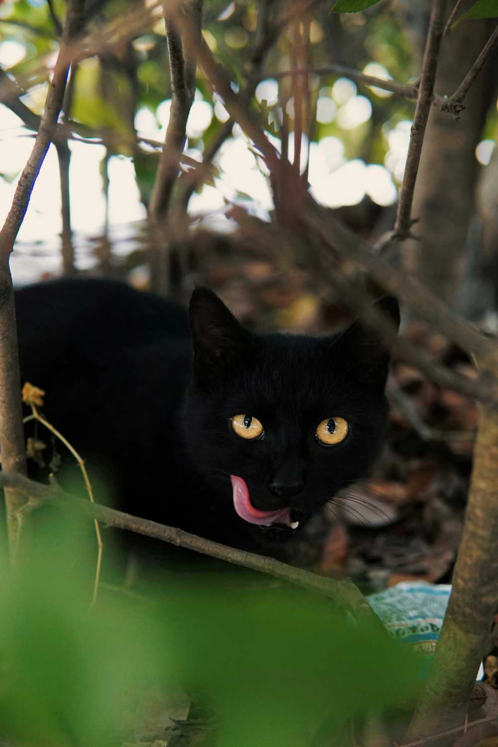 黑猫
